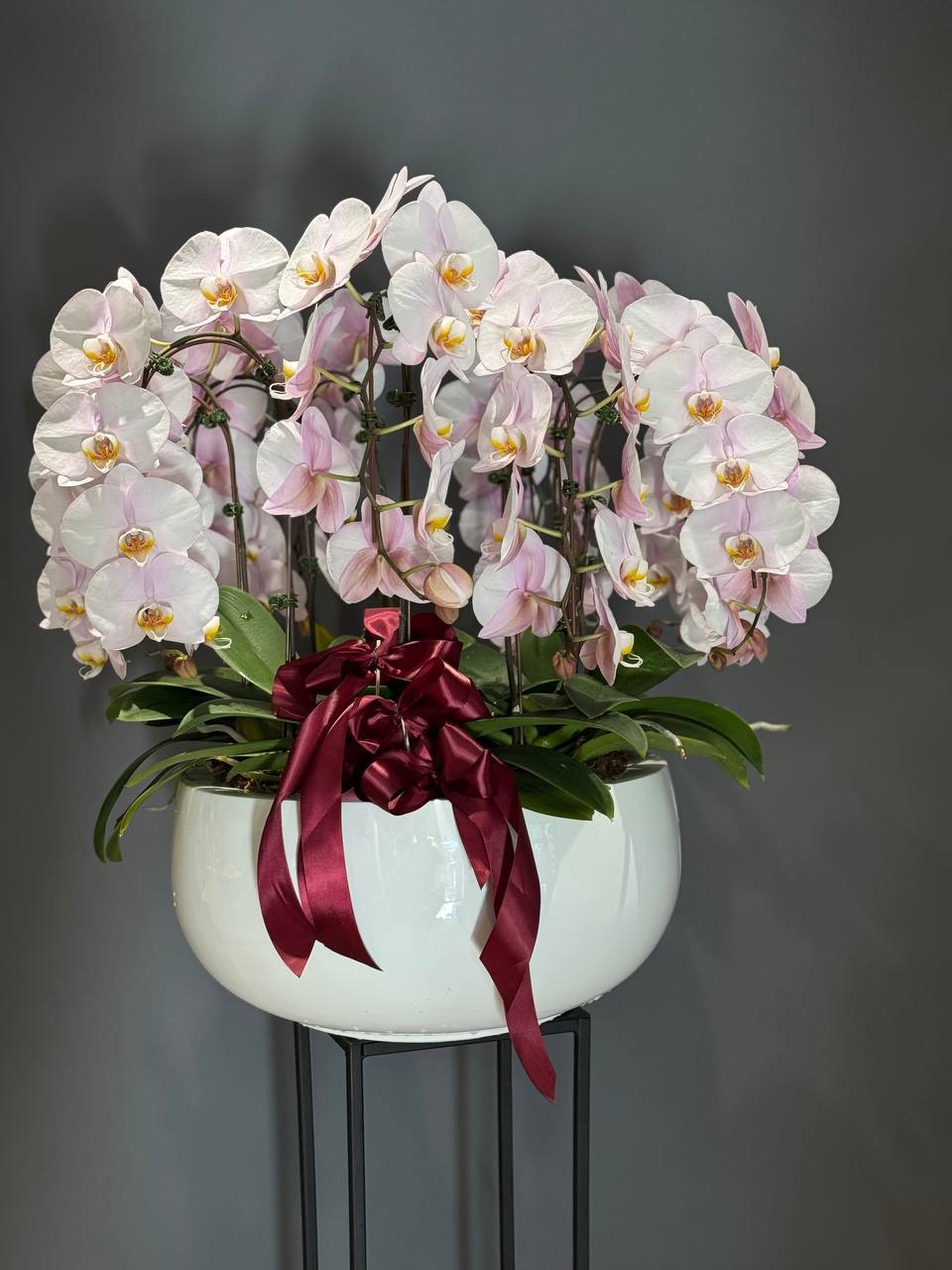 orchid planter of 10